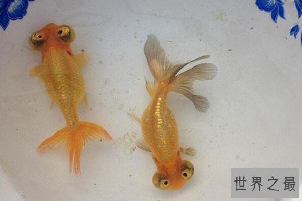 中国十大名贵金鱼 玉印头鱼上榜，第五有“鸿运当头”的寓意