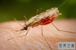 世界十大真正危险动物 大白鲨上榜，第三是海洋中的透明杀手