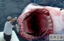 远古十大巨鲨 枝齿鲨上榜,第一咬合力超强