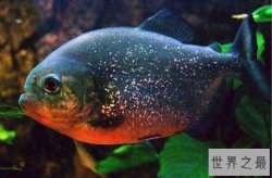 十大养不死的观赏鱼冷水鱼 中国斗鱼上榜，第三已有1700多年历史