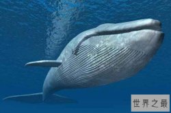 十大深海神秘巨型生物 抹香鲸上榜，第一是地球最大动物