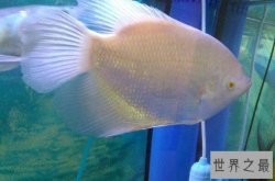 十大好养的大型热带鱼 罗汉鱼上榜，第四嘴型酷似鹦鹉