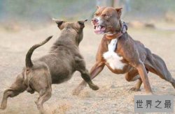 世界打架最厉害的狗前十名 杜高犬上榜，第二有“东方斗犬之王”之称
