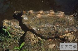 家里不得养的十大凶龟 窄桥麝香龟上榜，第一外形酷似鳄鱼