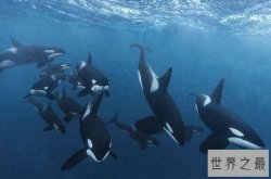 十大最团结的动物 非洲象上榜，第一没有天敌