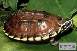 十大最难养乌龟排行 钻纹龟上榜，第六是中国本土龟类