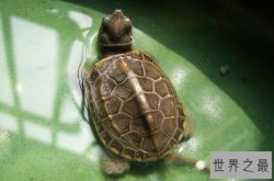 十大便宜好养的宠物龟 锦龟上榜，中华草龟排名第一