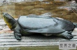 世界上最珍稀的五个动物 远东豹上榜，第一全球仅存2只