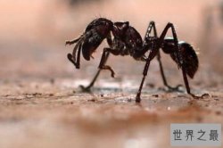 世界上最凶的10种蚂蚁排名 行军蚁上榜，第九很具攻击性