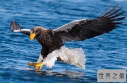 视力最好的动物排行 壁虎上榜，第九是世界上最大的无脊椎动物