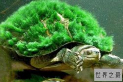 中国十大名贵乌龟 金钱龟上榜，第一被誉为“千年神龟”