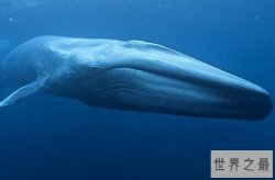 十大哺乳动物排行榜 长颈鹿上榜，第六智商仅次于人类