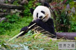 世界动物国宝排名 澳大利亚考拉上榜，中国大熊猫排名第一