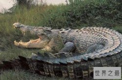 咬合力最大的动物排行榜十名 老虎仅排第九，第一是世界最大鳄鱼