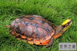 十大最漂亮的乌龟 火焰龟上榜，第七原产于加拿大