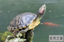 十大最好养的乌龟 地图龟上榜，第二是我国本土品种