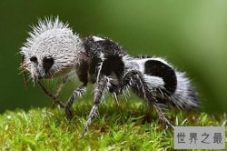 十大酷似外星生物的神奇动物，榜首有毒，第二会开屏(孔雀蜘蛛)