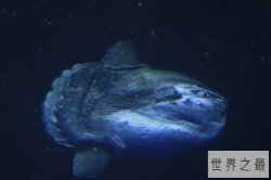 世界十大繁殖能力最强的动物，旅鼠一年生八胎，第四危害最大(蚜虫