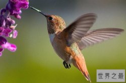 世界上排名前十最小的鸟类 蕉森莺上榜，第一是古巴特有鸟类