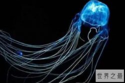 世界上最毒的水母十大排名 花笠水母上榜，箱水母排名第一