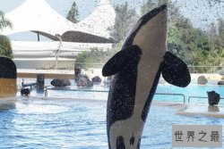 十大攻击力最强的动物，榜首是海上霸王，草原之王第三(非洲狮）