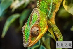 十大食肉宠物榜单，榜首是世界最可爱物种，鼠的天敌排第二(猫)