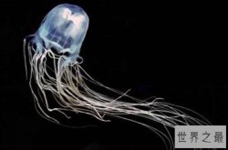 十大最危险的海洋生物 鸡心螺上榜，第五是世界上最毒的螃蟹