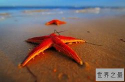 动作最慢的十种动物，榜首是海洋生物，海八珍排第二（海参）