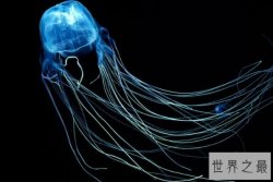 全球十大毒性最强动物排行榜 蓝环章鱼上榜，第二是最毒海蛇