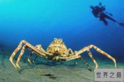 世界上最大的螃蟹排名 帝王蟹仅第三，第一体长可达3米