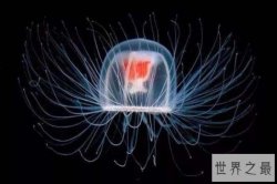 十大寿命最长的动物排名 格陵兰睡鲨上榜，第一可以“长生不老”