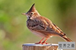 中国最美丽的十种鸟 丹顶鹤上榜，第六是爱情的象征