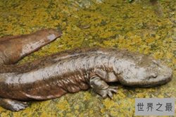 世界十大著名两栖动物，蛙类动物多种上榜，第一生活在泥盆纪时期