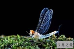 世界上寿命最短的十种动物 弹涂鱼上榜，第一可以用“朝生暮死”形容