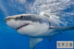 世界上十大最恐怖的鲨鱼 大青鲨上榜，第一也被称为“噬人鲨”