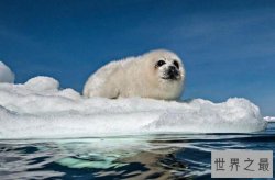 十大最可爱的海洋生物排名 白仅第四,第二是“海洋之舟”