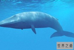 十大最大的海洋动物排名 座头鲸仅第七,蓝鲸重达181吨!