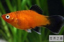 十大最好养的热带鱼 孔雀鱼上榜，第二原产于泰国