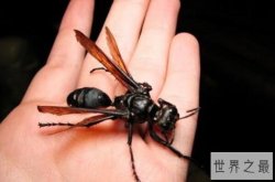 世界最可怕的十大昆虫，接吻虫引起心力衰竭，第八中国南方最常见
