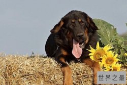 中国十大城市禁养犬，藏獒上榜，第二享有东方斗犬之王美誉