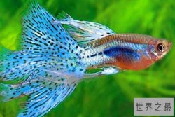 十种最漂亮的观赏鱼 小丑鱼上榜，第九原产于泰国