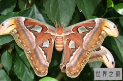 体型最大的十大昆虫，热带雨林昆虫上榜多种，第一的翅膀上竟长有蛇