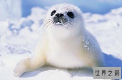 世界上十大最可爱的海洋生物 海獭上榜，第一主要生活在极地地区