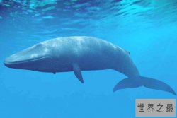 十大巨型海洋生物 大王乌贼上榜，第一体重可达181吨