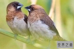 繁殖能力最强的十种鸟，大山雀上榜，第二每年可下5次蛋