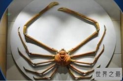 世界体型最大的十大螃蟹品种，雪蟹上榜，第一是现存最大的甲壳动物