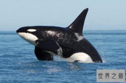 十大没有天敌的动物 西伯利亚虎上榜，第五被称为“草原之王”