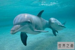 世界上听力最好的动物排名 猫头鹰上榜，第七听觉感应力是人类的16倍