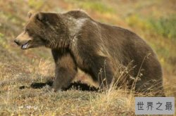 世界上嗅觉最好的动物前十名 负鼠上榜，第三是新西兰国鸟
