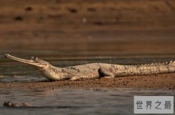 世界上最凶猛的鳄鱼十大排名 美洲鳄上榜，第二被称为“食人鳄”
